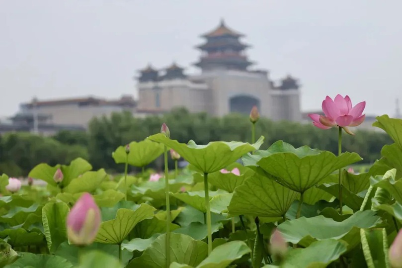 北京4处顶流赏荷地，正是最佳观赏期