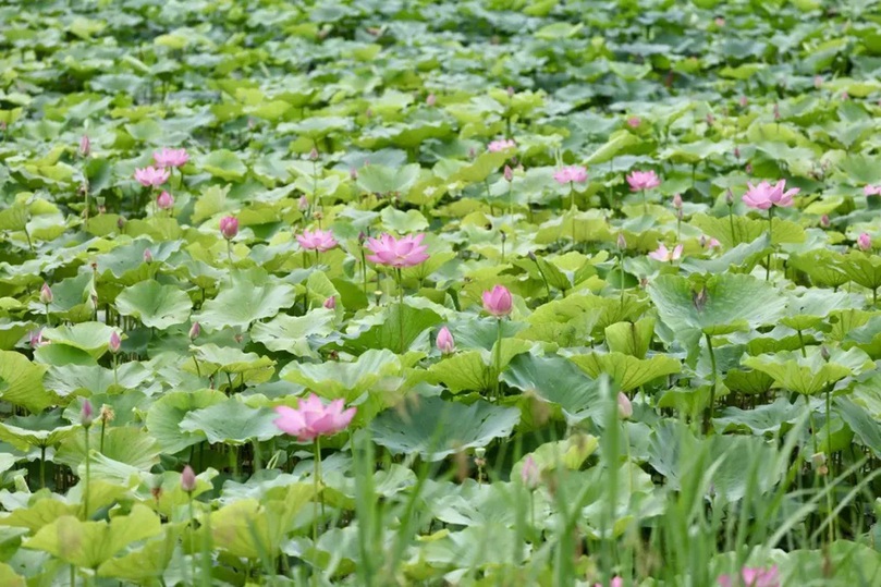北京4处顶流赏荷地，正是最佳观赏期