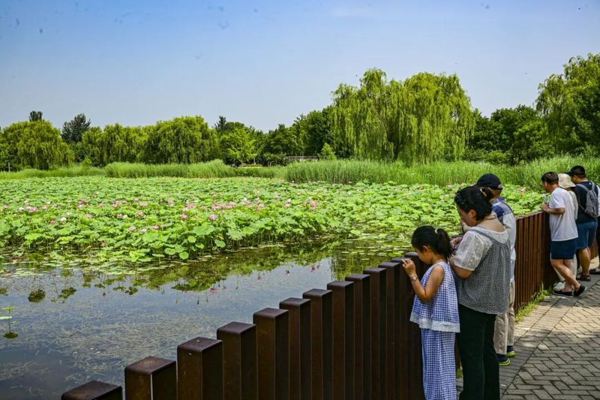 融古建文脉、长河阔野、湿地生态,副中心赏荷别有意趣 融古建文脉、长河阔野、湿地生态,副中心赏荷别有意趣