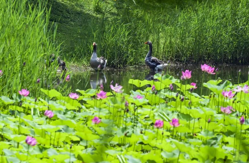 融古建文脉、长河阔野、湿地生态,副中心赏荷别有意趣 融古建文脉、长河阔野、湿地生态,副中心赏荷别有意趣