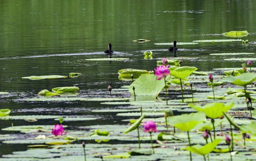 融古建文脉、长河阔野、湿地生态,副中心赏荷别有意趣 融古建文脉、长河阔野、湿地生态,副中心赏荷别有意趣