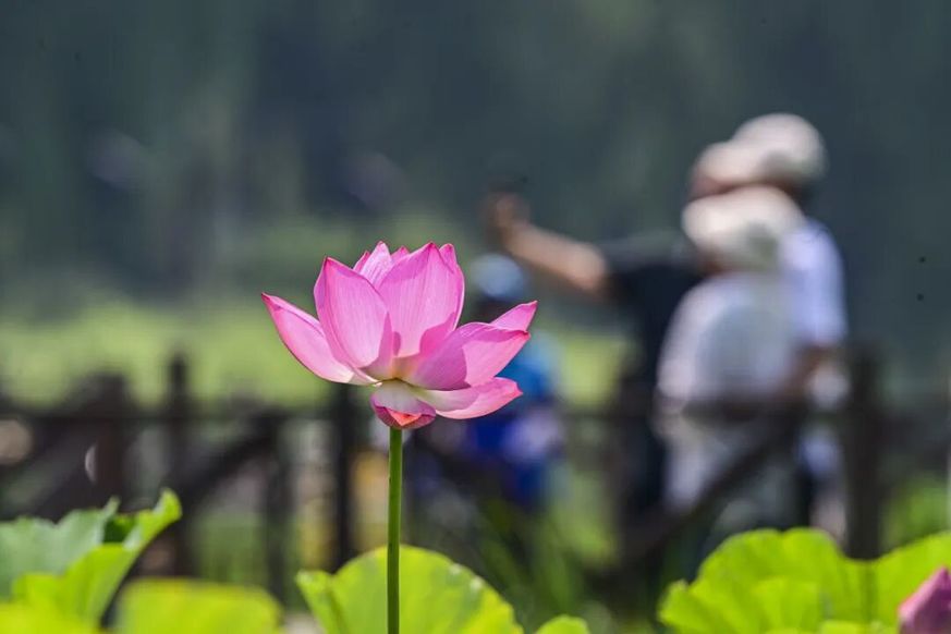 融古建文脉、长河阔野、湿地生态,副中心赏荷别有意趣 融古建文脉、长河阔野、湿地生态,副中心赏荷别有意趣