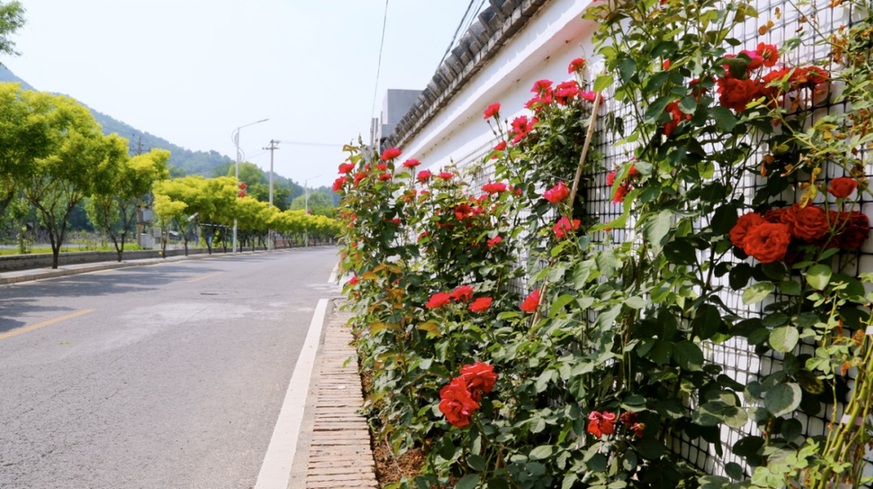 怀柔连片花海盛开,绘就夏日乡村画卷 怀柔连片花海盛开,绘就夏日乡村画卷