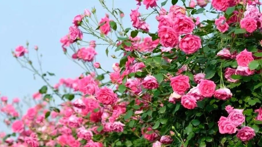 怀柔连片花海盛开,绘就夏日乡村画卷 怀柔连片花海盛开,绘就夏日乡村画卷