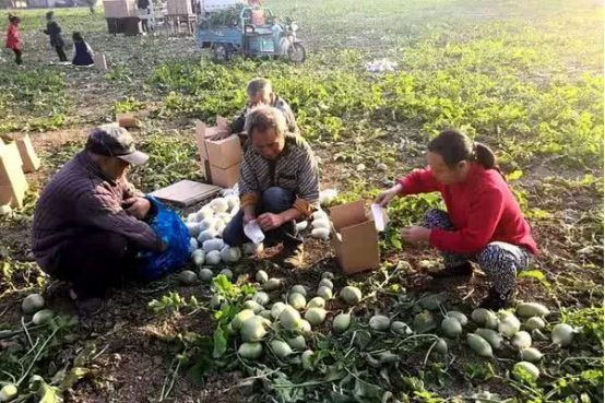 水滴筹公益属性加持 “社交助农扶贫新场景”催火三义萝卜