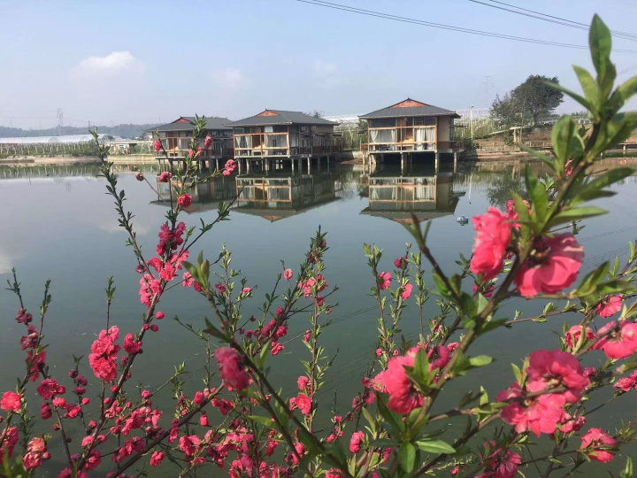 从单一种植到农文旅融合，重庆九龙坡都市农业的多年探索