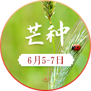 【节气农事·芒种篇】仲夏已至，麦黄梅熟