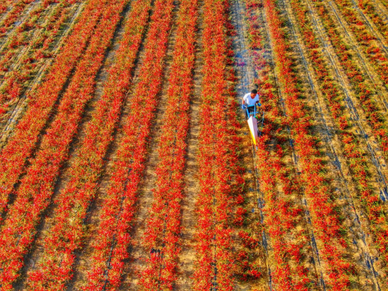 魅力都市与多彩四季：鄂尔多斯的现代活力与自然之美