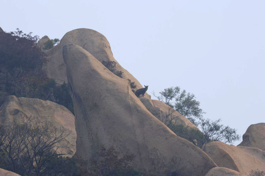 “老朋友”住新家~中华斑羚“打卡”延庆莲花山——
