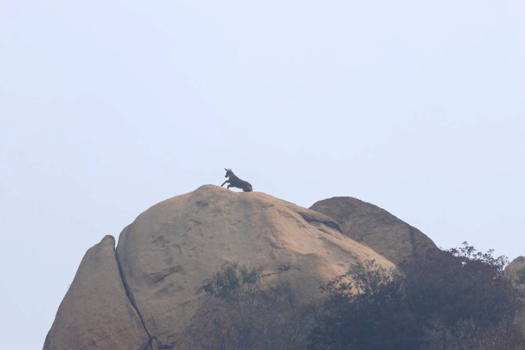 “老朋友”住新家~中华斑羚“打卡”延庆莲花山——