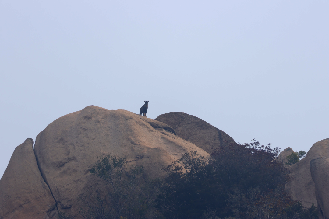 “老朋友”住新家~中华斑羚“打卡”延庆莲花山——